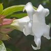 Beaumontia Grandiflora - Trepadeira Trombeta De Arauto,trepadeira Trombetas Do Nepal, Trombeta Branca - Image 6