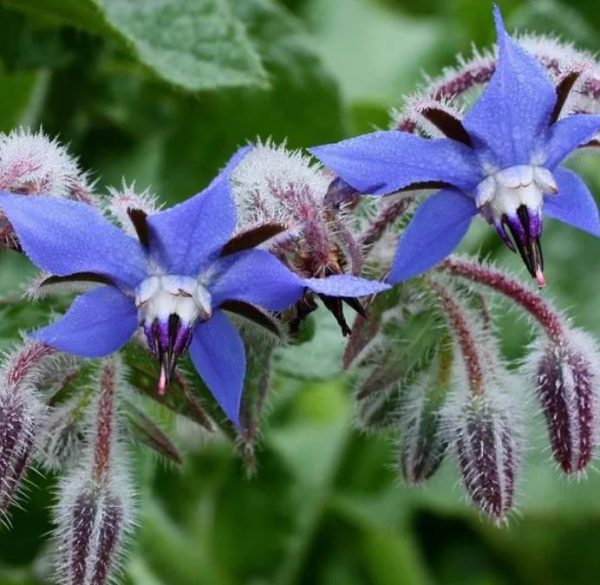 Borago Officinalis - Borrage, Flor Da Alegria - Image 4