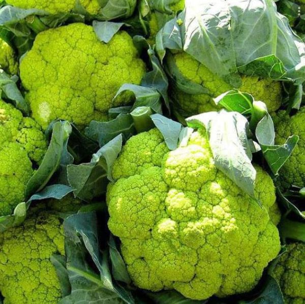 Brassica oleracea "Green Macerata" - Couve Flor Verde, Couve-Flor Cabeça Verde, Couve Flor Green Macerata