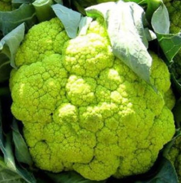 Brassica oleracea "Green Macerata" - Couve Flor Verde, Couve-Flor Cabeça Verde, Couve Flor Green Macerata - Image 3