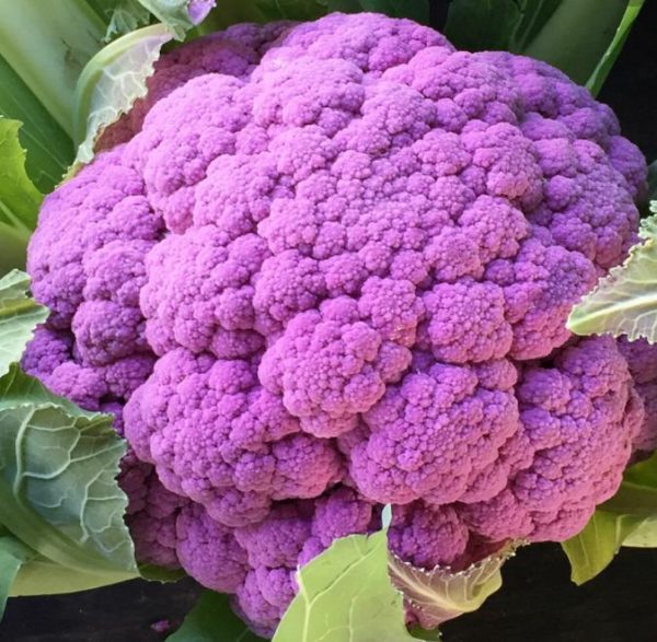 Brassica oleracea "Purple of Sicily" - Couve Flor Roxa Italiana, Couve-Flor Cabeça Roxa, Couve Flor Púrpura da Sicília - Image 2