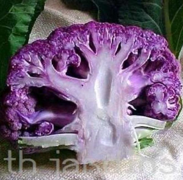 Brassica oleracea "Purple of Sicily" - Couve Flor Roxa Italiana, Couve-Flor Cabeça Roxa, Couve Flor Púrpura da Sicília - Image 4