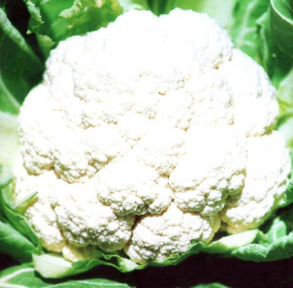 Brassica oleracea  - Couve Flor Gigante de Nápoles