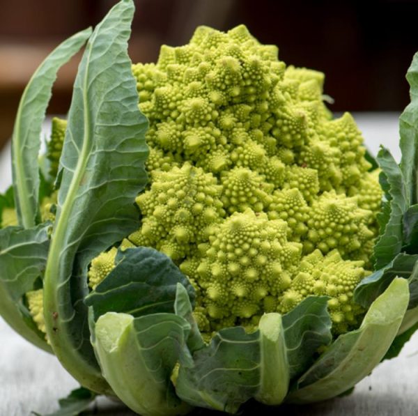 Brassica oleracea Botrytis Romanesco (C.O) - Brócolis Romanesco, Couve-Flor Romanesco, Broccoflower - Image 2