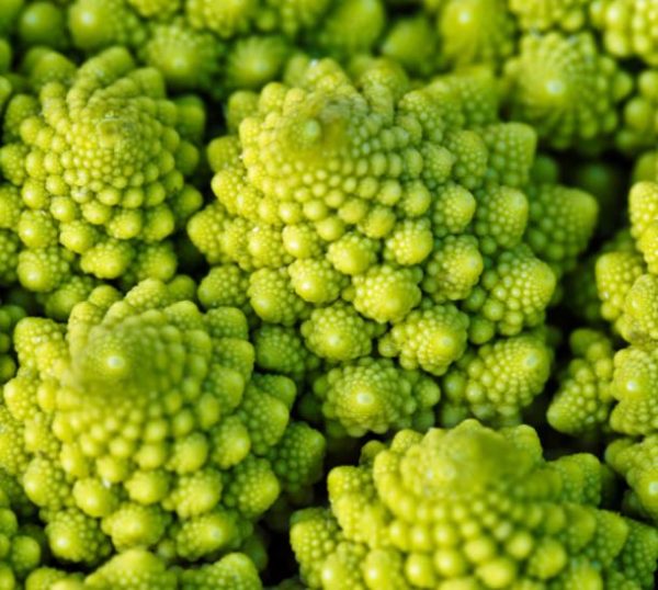 Brassica oleracea Botrytis Romanesco (C.O) - Brócolis Romanesco, Couve-Flor Romanesco, Broccoflower - Image 3