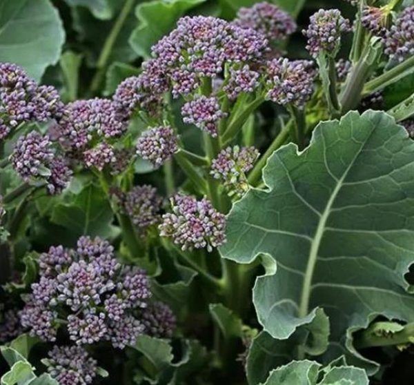Brassica oleracea Early Purple Sprouting Broccoli (C.O) - Brócolis Brotos Roxos Precoces, Brócolis Brotando Roxo, Brócolis Brota Rebrota