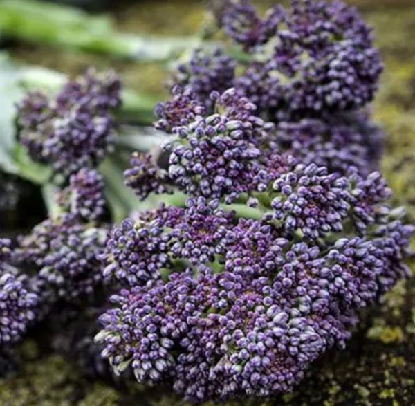 Brassica oleracea Early Purple Sprouting Broccoli (C.O) - Brócolis Brotos Roxos Precoces, Brócolis Brotando Roxo, Brócolis Brota Rebrota - Image 2