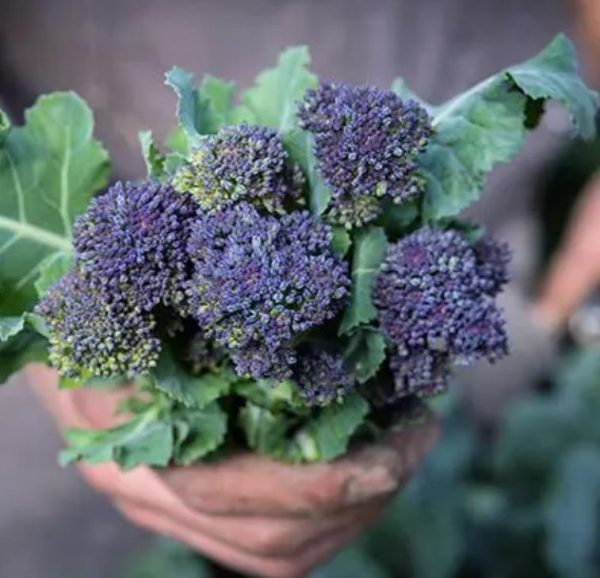 Brassica oleracea Early Purple Sprouting Broccoli (C.O) - Brócolis Brotos Roxos Precoces, Brócolis Brotando Roxo, Brócolis Brota Rebrota - Image 3