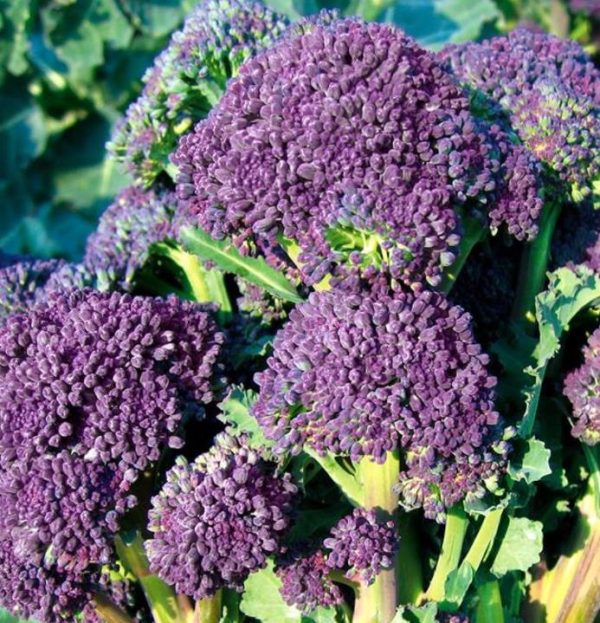 Brassica oleracea Early Purple Sprouting Broccoli (C.O) - Brócolis Brotos Roxos Precoces, Brócolis Brotando Roxo, Brócolis Brota Rebrota - Image 4
