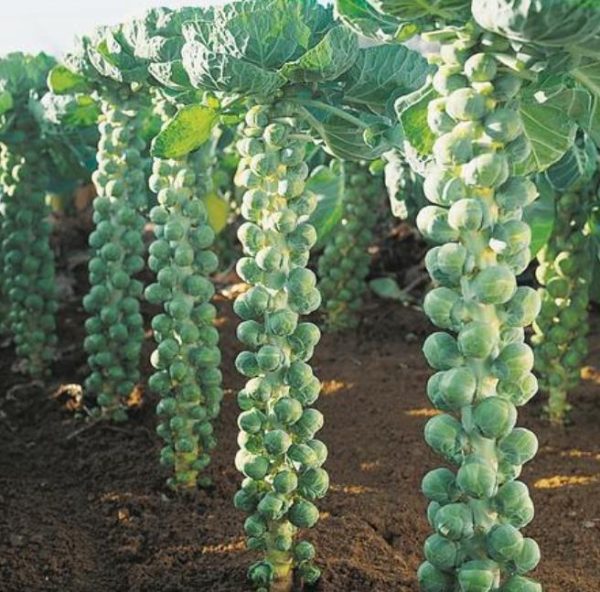 Brassica oleracea Gemmifera Long Island Improved - Couve de Bruxelas Melhorada - Image 2