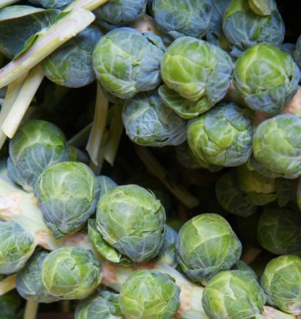 Brassica oleracea Gemmifera Long Island Improved - Couve de Bruxelas Melhorada - Image 3