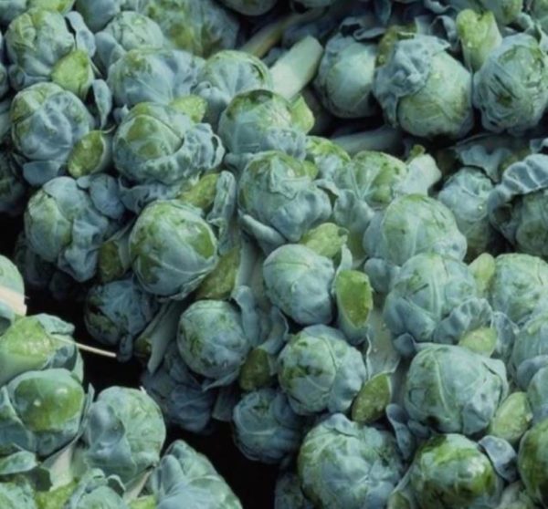 Brassica oleracea Gemmifera Long Island Improved - Couve de Bruxelas Melhorada - Image 4