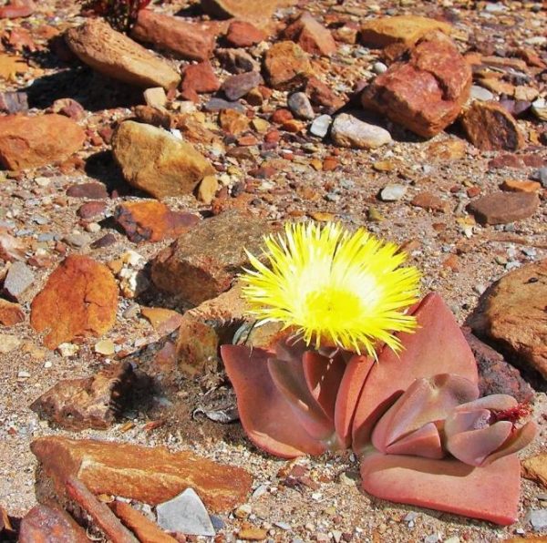 Cheiridopsis peculiaris - Pedras Vivas "Lithops", Planta Pedra, Cacto Pedra, Planta de Gelo - Image 5