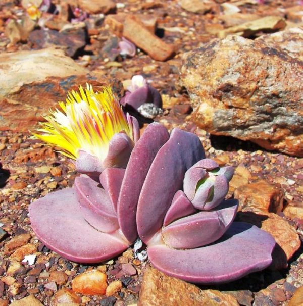 Cheiridopsis peculiaris - Pedras Vivas "Lithops", Planta Pedra, Cacto Pedra, Planta de Gelo - Image 6