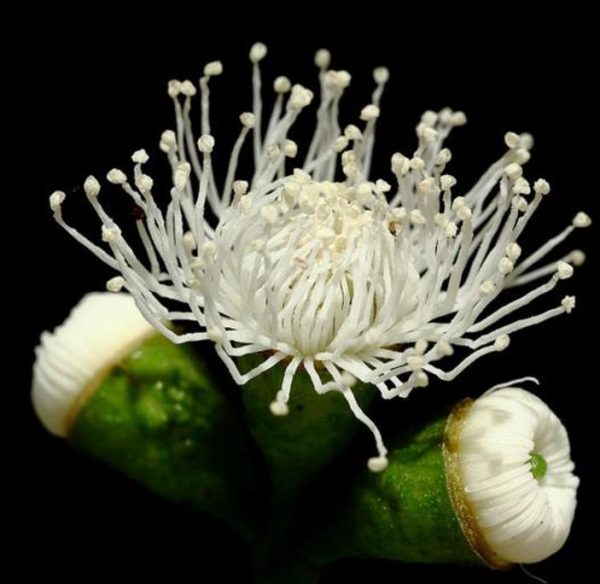 Corymbia gunnii - Eucalipto Goma de Cidra, Eucalipto Maple Syrup, Eucalipto Xarope de Bordo - Image 8
