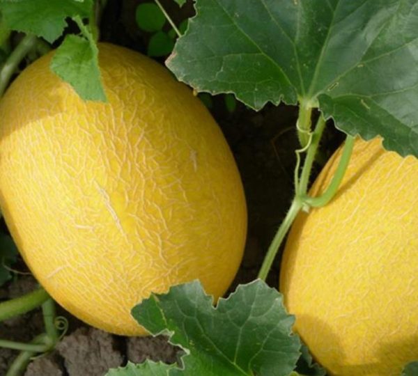 Cucumis armenian giant (Certificação Orgânica) - Melão Gigante Armênio, Melão Persa Gigante, Melão Gigante Doce Milagre - Image 2