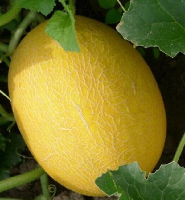 Cucumis armenian giant (Certificação Orgânica) - Melão Gigante Armênio, Melão Persa Gigante, Melão Gigante Doce Milagre - Image 3