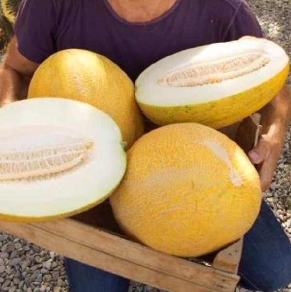 Cucumis armenian giant (Certificação Orgânica) - Melão Gigante Armênio, Melão Persa Gigante, Melão Gigante Doce Milagre - Image 4