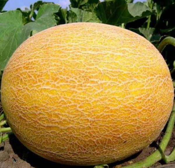 Cucumis armenian giant (Certificação Orgânica) - Melão Gigante Armênio, Melão Persa Gigante, Melão Gigante Doce Milagre - Image 5