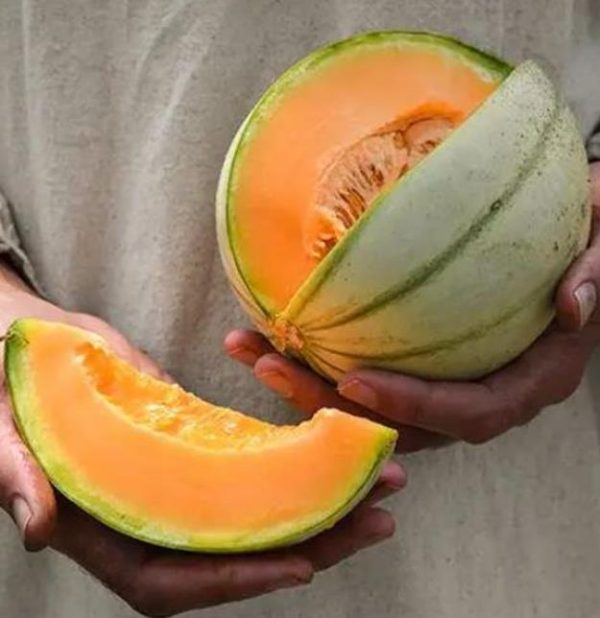 Cucumis melo Charentais (Certificação Orgânica) - Melão Charentais Francês, Melão Divino Francês - Image 3