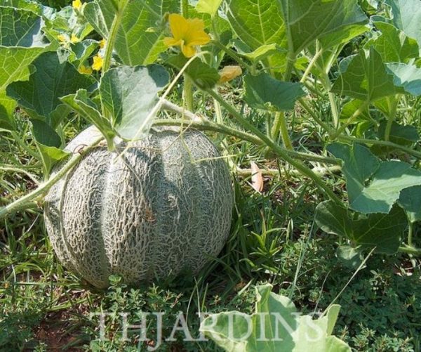 Cucumis melo coração de ouro - Melão Cantaloupe Coração de Ouro - Image 2