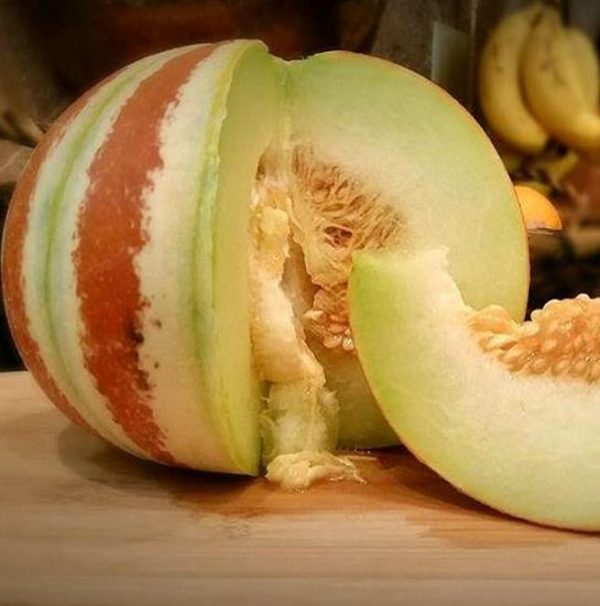 Cucumis melo Kajari (C.O) - Melão Kajari, Melão Mel, Honeydew Melon - Image 4