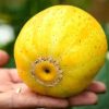Cucumis melo Lemon Cucumber - Melão Pepino Doce