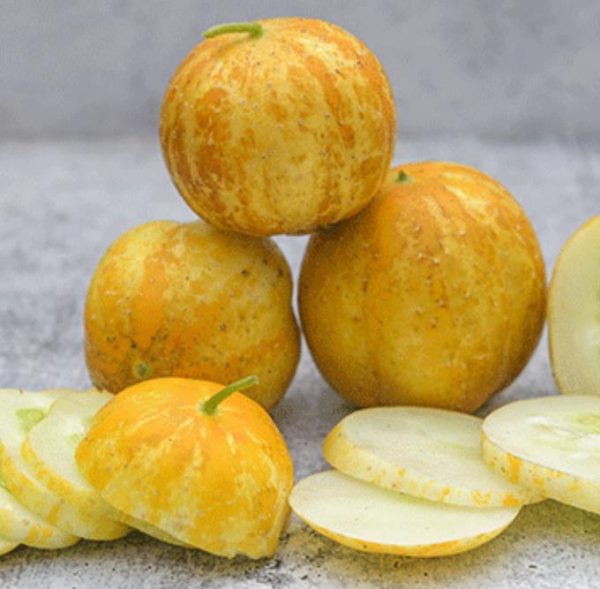 Cucumis melo Lemon Cucumber - Melão Pepino Doce - Image 2