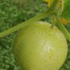 Cucumis melo Lemon Cucumber - Melão Pepino Doce - Image 3