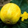 Cucumis melo Lemon Cucumber - Melão Pepino Doce - Image 4