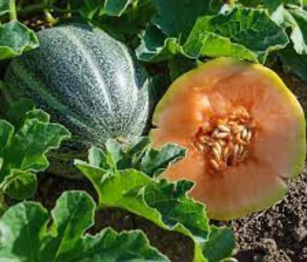 Cucumis melo Petit Gris de Rennes - Melão Francês Gourmet, Melão Heirloom Petit Gris de Rennes - Melão Relíquia Fran