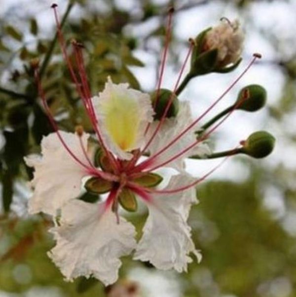 Delonix decaryi - Flamboyant Garrafa, Decary's Poinciana, Poinciana adansonioides Decaryi - Image 5