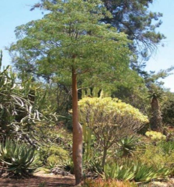Delonix decaryi - Flamboyant Garrafa, Decary's Poinciana, Poinciana adansonioides Decaryi - Image 6