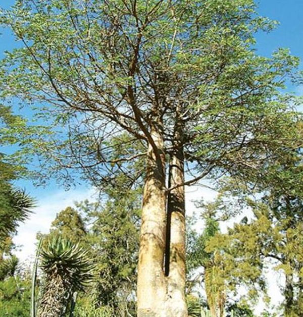 Delonix decaryi - Flamboyant Garrafa, Decary's Poinciana, Poinciana adansonioides Decaryi - Image 7