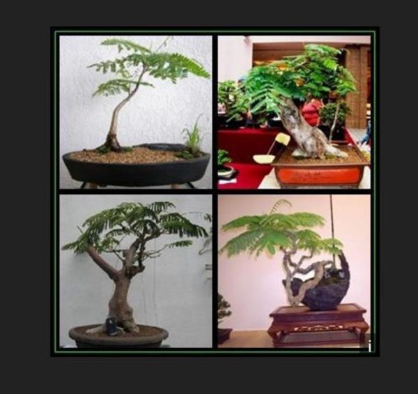 Delonix decaryi - Flamboyant Garrafa, Decary's Poinciana, Poinciana adansonioides Decaryi - Image 8