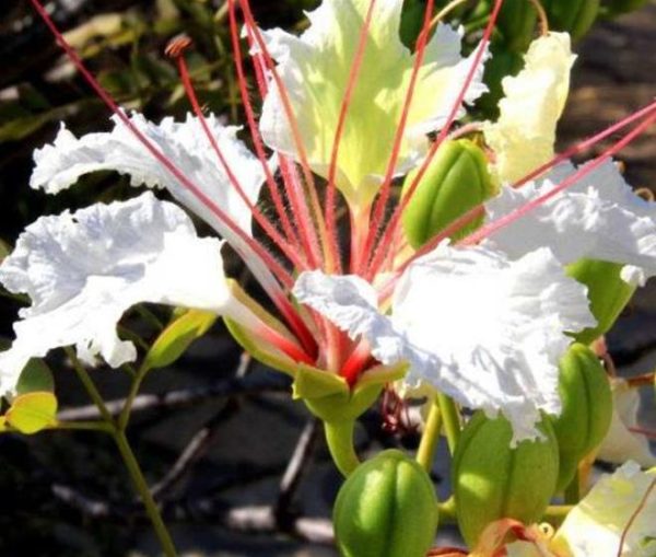 Delonix decaryi - Flamboyant Garrafa, Decary's Poinciana, Poinciana adansonioides Decaryi - Image 9
