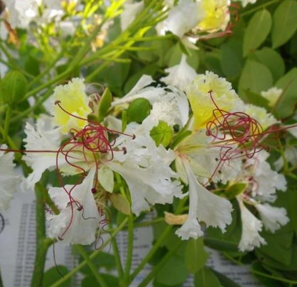 Delonix decaryi - Flamboyant Garrafa, Decary's Poinciana, Poinciana adansonioides Decaryi - Image 10