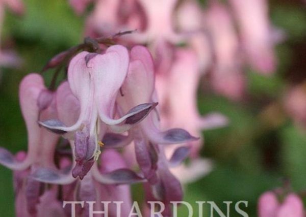 Dicentra eximia -  Coração Sangrento, Samambaia Coração Sangrento