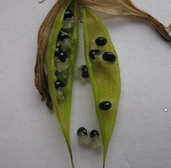 Dicentra eximia -  Coração Sangrento, Samambaia Coração Sangrento - Image 6