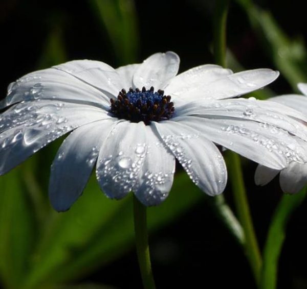 Dimorphotheca pluvialis Glistening white - Margarida do cabo, Margarida da chuva, Profeta do tempo, Margarida africana - Image 7