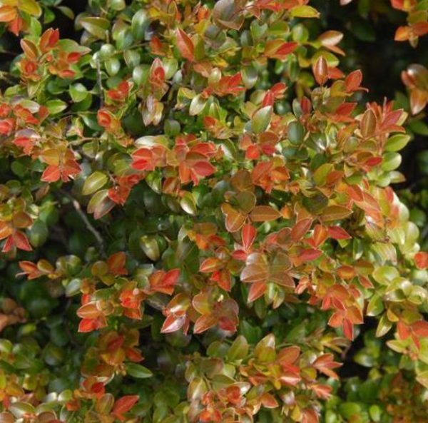 Diospyros vaccinioides - Mini-caqui, Caqui-uva, Small Persimmon, Pequeno Caqui - Image 2