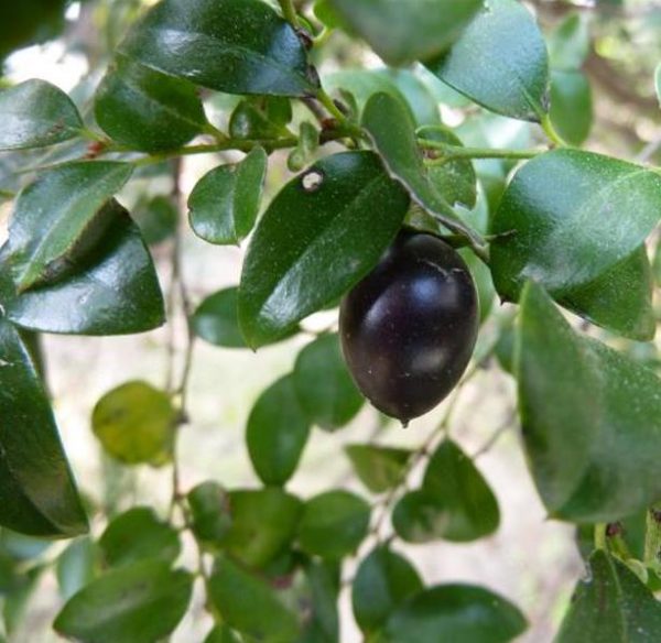 Diospyros vaccinioides - Mini-caqui, Caqui-uva, Small Persimmon, Pequeno Caqui - Image 5
