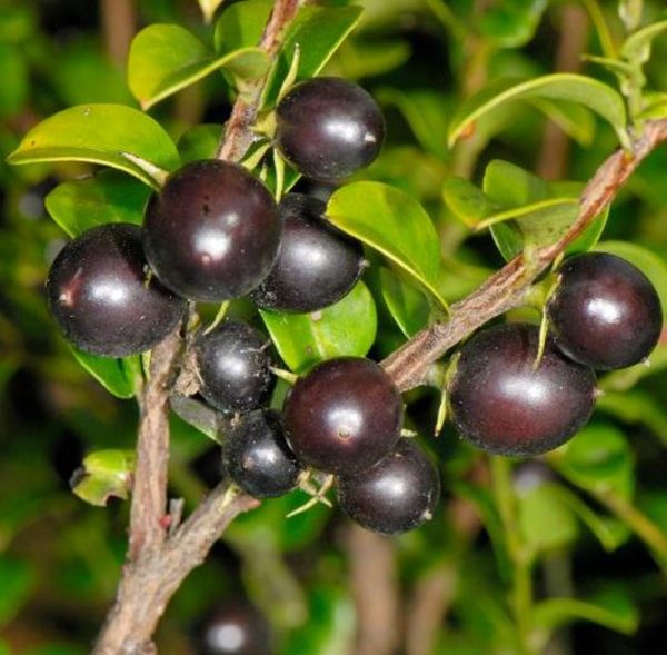 Diospyros vaccinioides - Mini-caqui, Caqui-uva, Small Persimmon, Pequeno Caqui - Image 8