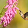 Erica bauera subsp. Bauera - Érica nupcial, Charneca nupcial, Érica Bauera, Urze