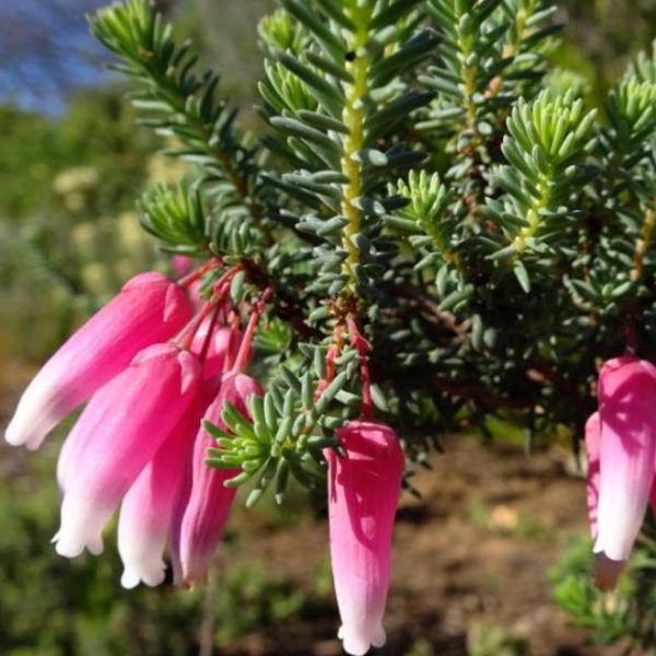 Erica bauera subsp. Bauera - Érica nupcial, Charneca nupcial, Érica Bauera, Urze - Image 2