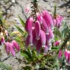 Erica bauera subsp. Bauera - Érica nupcial, Charneca nupcial, Érica Bauera, Urze - Image 3