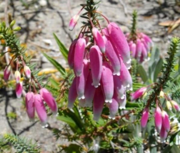 Erica bauera subsp. Bauera - Érica nupcial, Charneca nupcial, Érica Bauera, Urze - Image 3