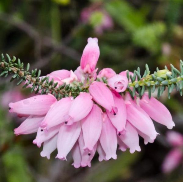 Erica bauera subsp. Bauera - Érica nupcial, Charneca nupcial, Érica Bauera, Urze - Image 4