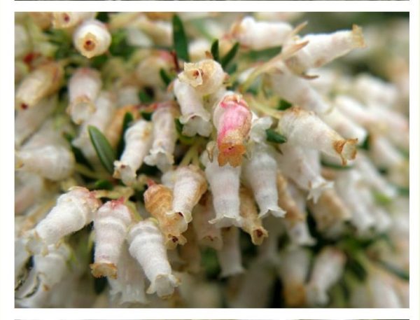 Erica caffra - Erica branca perfumada, Charnecas, Erica perfumada - Image 2