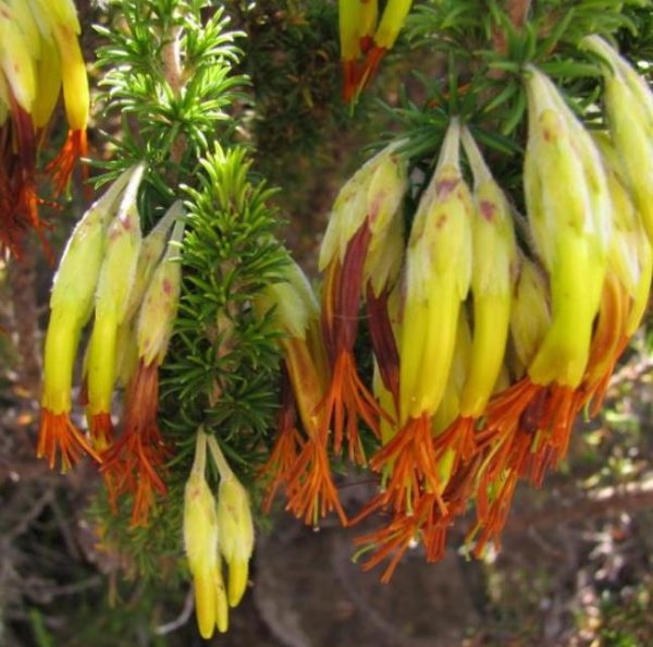 Erica coccinea subsp. Coccinea - Erica coccinea, Urze com Borla, Urze de Borla, Érica verdadeira - Image 2